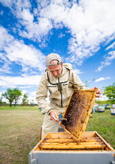 Beekeeper is working with bees and beehives on the apiary. Bees on honeycombs