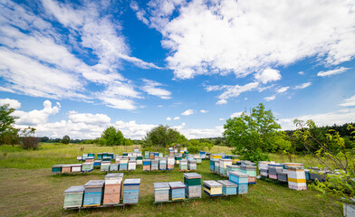 Beehives in apiary with bees flying to the landing boards - selective focus