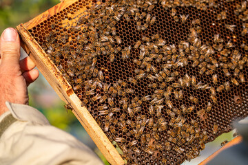Beekeeper holds honeycomb with bees in his hands