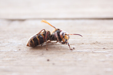 Close up of a black and yellow wasp on a wooden deck with blurred background