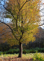  tree ash: Majestic Autumn Tree Displaying Golden Foliage at Dusk in a Serene Park Setting