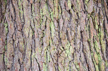 Moss on the pine tree bark texture.