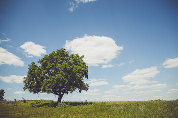 Fototapeta na wymiar Single, large, green tree in a grassy field on a sunny day with white clouds.