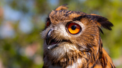 A close-up of the head of an eagle owl. Big eyes and a sharp beak of a bird of prey. Shot taken on a sunny day.