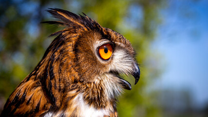 A close-up of the head of an eagle owl. Big eyes and a sharp beak of a bird of prey. Shot taken on a sunny day.