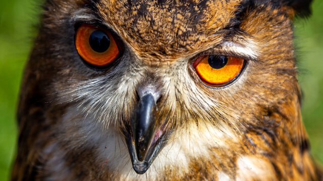 A close-up of the head of an eagle owl. Big eyes and a sharp beak of a bird of prey. Shot taken on a sunny day.