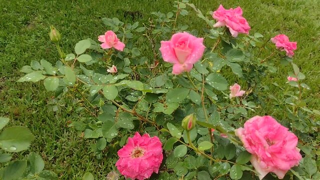 Rosas rosadas y hojas con gotas de lluvia de un rosal en un d&iacute;a lluvioso
