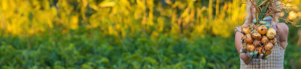 Farmer harvesting onions in the garden. Selective focus.