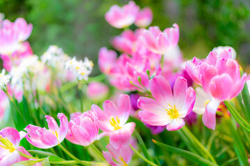 Tulip flowers, shallow selective focus. Spring nature background for web banner and card design