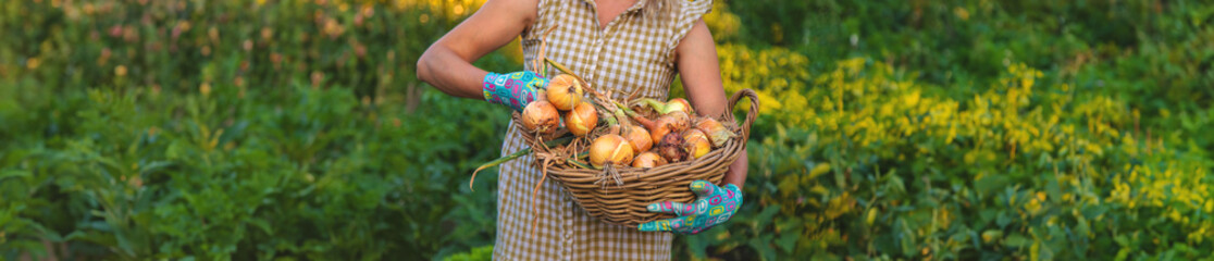 Farmer harvesting onions in the garden. Selective focus.