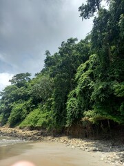 Fototapeta na wymiar tropical forest on the river