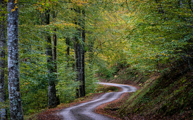 Obraz premium Otoño, otoñal hayedo, Cantabria, Asturias, España