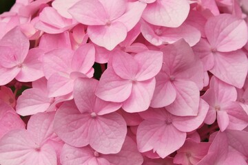Pink hydrangea flowers. Macro. Gardening. Texture. 