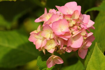 Pink hydrangea flowers. Macro. Gardening. Texture. 