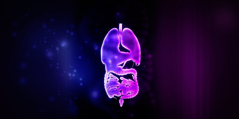 2d illustration human digestive system - obrazy, fototapety, plakaty