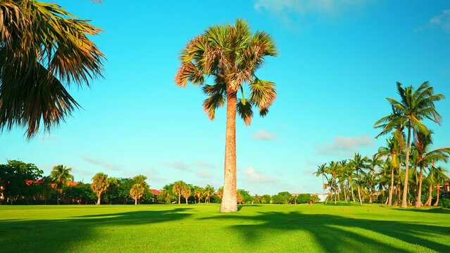 Bright palm tree on an empty green grass area for picnic, golf or entertainment. American green field landscape. A beautiful golf course with grass and different types of trees.