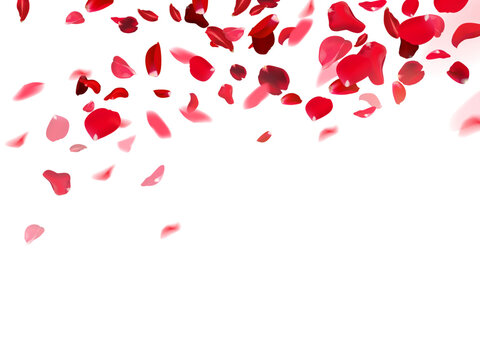 Red rose petals falling in the air on white romantic vector card. Heart wedding celebration design. Love backdrop