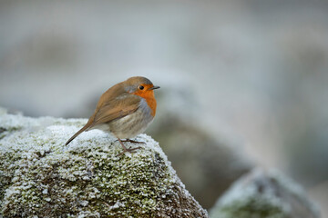 Robin perched on a snow covered rock in the winter in Scotland
