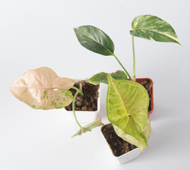 Syngonium flower. Green white leaves house plant.