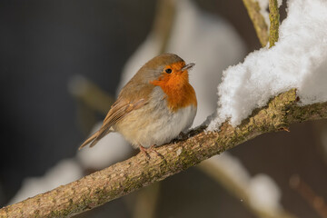 Robin on a snow covered branch in the winter