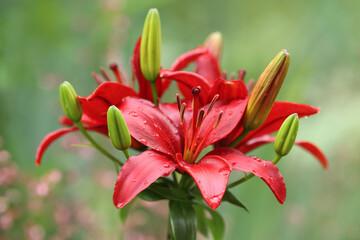 Red lily flower. Beautiful red lilies in the summer garden. Lilium belonging to the Liliaceae. Oriental Hybrid Lily. Red Stargazer Lily flower. Full blooming red Asiatic lily flower. Dew drop. Rain
