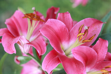 Pink lily flower. Beautiful lilies in the summer garden. Lilium belonging to the Liliaceae. Oriental Hybrid Lily close up. Pink Stargazer Lily flower. Full blooming red Asiatic lily flower. 