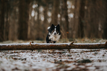 Czarno-biały pies border collie skacze przez drzewo w zimowej scenerii - obrazy, fototapety, plakaty