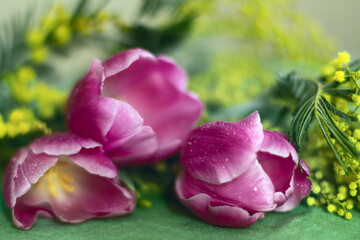 Spring bouquet of tulips and mimosa card for February 14, love and peace, Valentine's Day, March 8, wedding, birthday, mother's day, blurred background, bokeh.