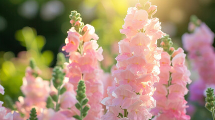A row of pink snapdragons their translucent petals resembling stained gl when viewed in the sunlight from behind.
