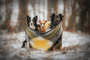 Trzy psy siedzą na śniegu otoczone zimowym szalikiem - obrazy, fototapety, plakaty