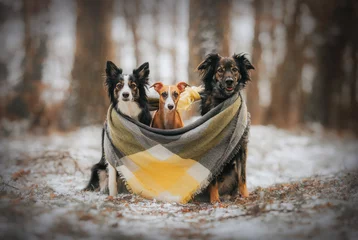 Fotobehang Trzy psy siedzą na śniegu otoczone zimowym szalikiem © oliviacy