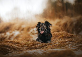Pies owczarek staroniemiecki leży pośród pomarańczowej wysokiej trawy - 731935420