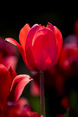 tulip close
 ups