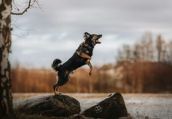 Pies owczarek staroniemiecki z otwartym pyskiem skacze ze skały do smakołyka  - obrazy, fototapety, plakaty