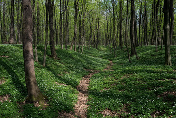 Spring Forest Landscape With Blooming White Anemone and Trail