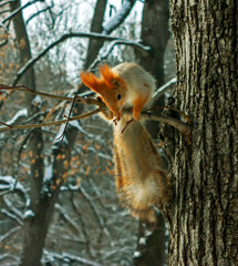 Beautiful squirrel on a tree.
