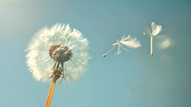 Dandelion moving in the wind with blue sky. Super Slow Motion Of Bloomed Dandelion With Flying Seeds on Blue Background. Nature spring background copy space 4k video beauty
