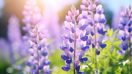 Cute lupine flowers with fluttering in the meadow with smooth bokeh background. Purple flowers lupin for summer concept backdrop.
