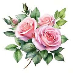 bouquet of pink roses flowers watercolor isolated on white background.