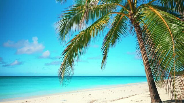 Hawaiian beach with bright palm trees on a sunny day. Palm tree on an amazing coastline of white sand and blue turquoise sea. Best summer beach vacation. Relax on your trip to palm beach island.
