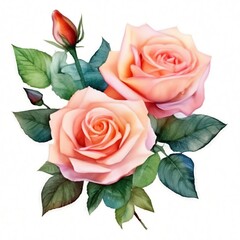 Naklejka premium bouquet of pink roses flowers watercolor isolated on white background.