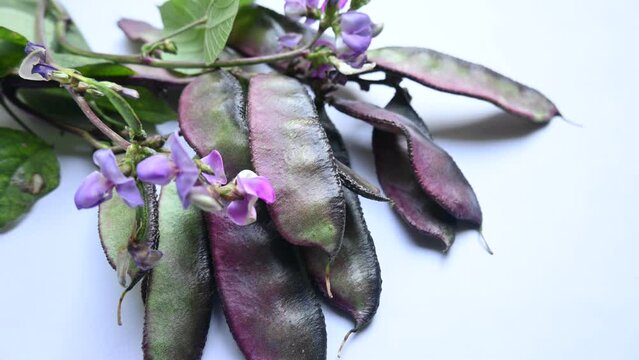 Lablab purpureus vegetable. It&nbsp;is a species of&nbsp;bean&nbsp;in the family&nbsp;Fabaceae. Its other names lablab bean,&nbsp;bonavist bean pea,&nbsp;dolichos bean,&nbsp;seim,&nbsp;lablab,&nbsp;Egyptian kidney bean,&nbsp;Indian bean.