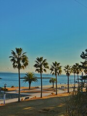 palm tree on the beach