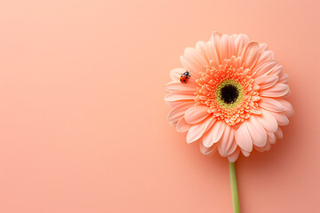 a pink gerbera flower has a ladybug on it inyl - obrazy, fototapety, plakaty