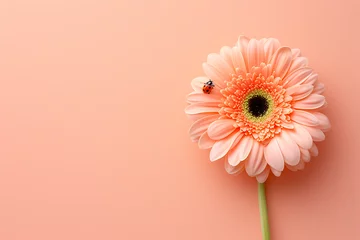 Foto op Canvas a pink gerbera flower has a ladybug on it inyl © Torrent