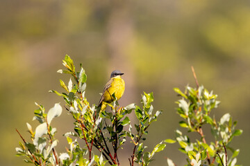 yellow wagtail on a branch