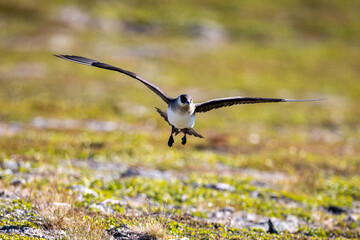 Parasitic jaeger in flight