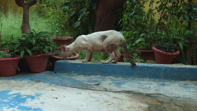domestic cat is roaming around