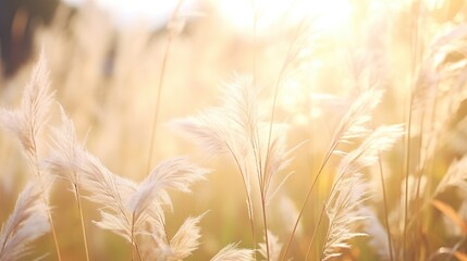 Beautiful pampas grass at the field with smooth bokeh sun light for nature and summer concept background. - obrazy, fototapety, plakaty