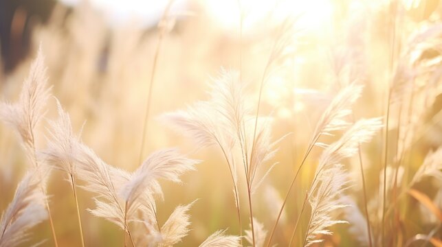 Beautiful pampas grass at the field with smooth bokeh sun light for nature and summer concept background.